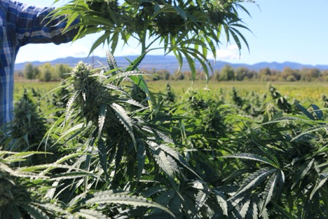 HEMPTOWN FALL 2019 CORPORATE UPDATE TO SHAREHOLDERS - Hemptown USA HEMPTOWN FALL 2019 CORPORATE UPDATE TO SHAREHOLDERS - Buy CBG (Cannabigerol) Oil and Hemp Oil Products